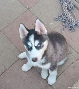 Femele și masculi husky de vânzare  - imagine 4
