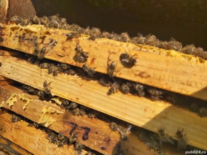 Familii de albine și roiuri de vanzare - imagine 5