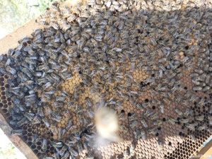 Familii de albine și roiuri de vanzare - imagine 2