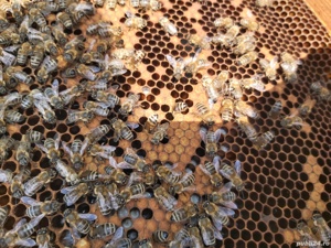 Familii de albine și roiuri de vanzare - imagine 4