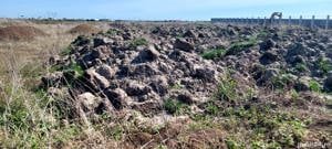 pamant vegetal in dumbravita GRATUIT