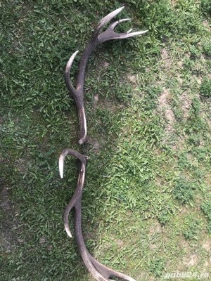 Coarne de Cerb. Cititi atent descrierea.  - imagine 2