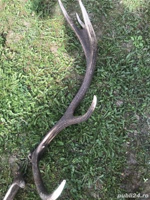 Coarne de Cerb. Cititi atent descrierea.  - imagine 5