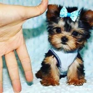 Yorkshire Terrier Mini Toy - Firma Autorizata - imagine 1