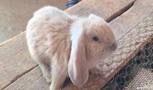 Vând pui de berbec german  - imagine 2