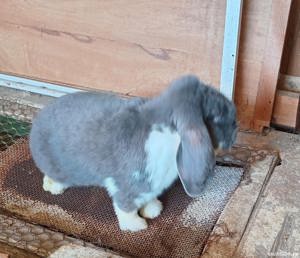 Vând berbec german adulti - imagine 3