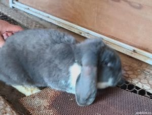 Vând berbec german adulti - imagine 4