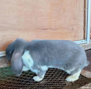 Vând berbec german adulti - imagine 2