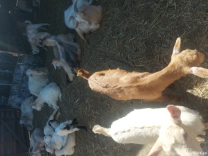 Iezii de vânzare  - imagine 4