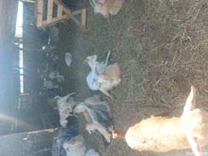 Iezii de vânzare  - imagine 2