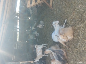 Iezii de vânzare  - imagine 3