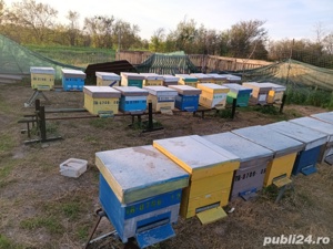 Lichideze stupina - imagine 2