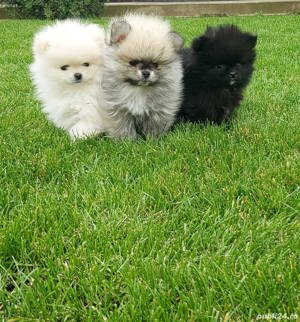 Pui Pomeranian Mini Spitz - imagine 2