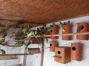 Vind papagali Cintatori 