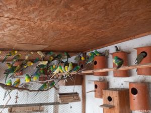 Vind papagali Cintatori  - imagine 2