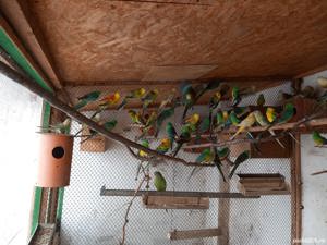 Vind papagali Cintatori  - imagine 3