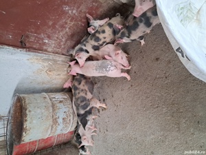 Porci purcei de la 20 kg la 300 kg - imagine 3