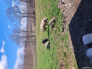 Porci purcei de la 20 kg la 300 kg - imagine 5