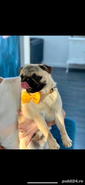 Pug Mops, par scurt, genetică superioară, 2 luni - imagine 3