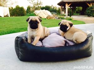 Mops Pug, talie mică, genetică deosebita, vaccin, deparazitare la zi 