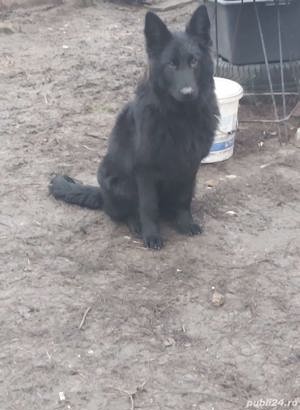 Cățelușa din rasa ciobănesc alsalcian  - imagine 2 Cățelușa din rasa ciobănesc alsalcian  - imagine 2