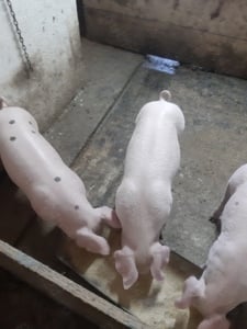 porci de vânzare  - imagine 2