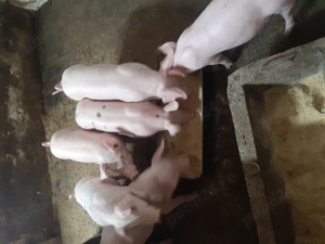 porci de vânzare  - imagine 4