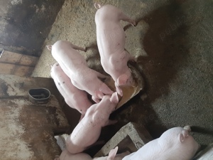 porci de vânzare  - imagine 5