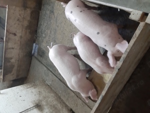 porci de vânzare  - imagine 3