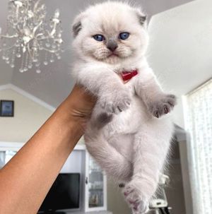 Scottish Fold Blue Point  - imagine 3