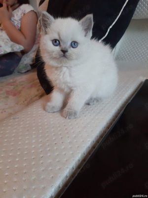 Scottish Fold Blue Point  - imagine 5