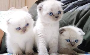 Scottish Fold Blue Point  - imagine 4