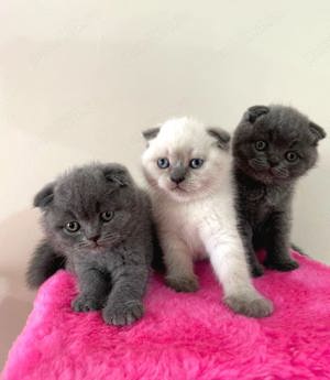 Scottish Fold Blue Point 