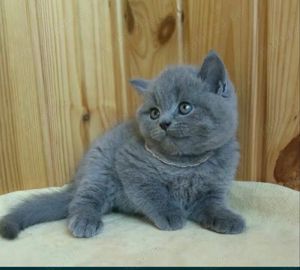 British shorthair blue - imagine 6 British shorthair blue - imagine 6