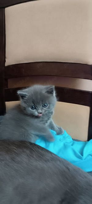 British shorthair blue - imagine 5 British shorthair blue - imagine 5