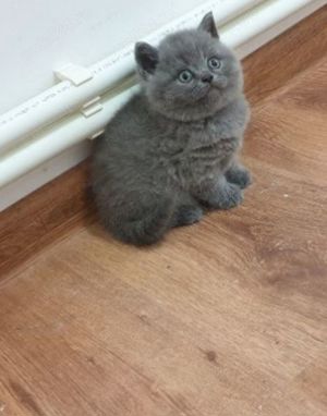 British shorthair blue - imagine 4 British shorthair blue - imagine 4