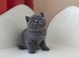 British shorthair blue - imagine 8 British shorthair blue - imagine 8