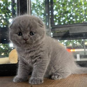 British shorthair blue - imagine 7 British shorthair blue - imagine 7