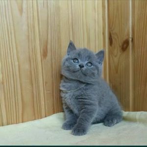 British shorthair blue - imagine 9 British shorthair blue - imagine 9