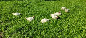 teren de vinzare - imagine 2