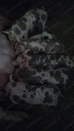 vand purcei rasa de carne 