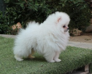 Vand catei Pomeranian alb cu pedigre FCI - imagine 9