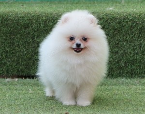 Vand catei Pomeranian alb cu pedigre FCI - imagine 5