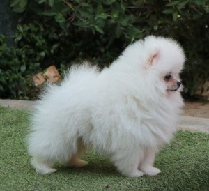 Vand catei Pomeranian alb cu pedigre FCI - imagine 2