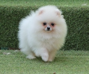 Vand catei Pomeranian alb cu pedigre FCI - imagine 4