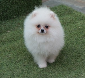 Vand catei Pomeranian alb cu pedigre FCI - imagine 7