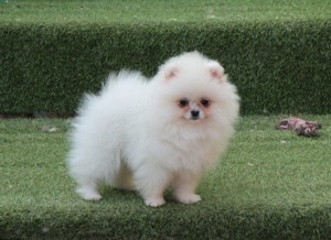 Vand catei Pomeranian alb cu pedigre FCI - imagine 10