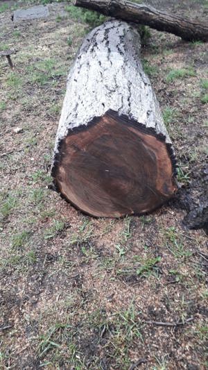 Vand trunchi copac NUC