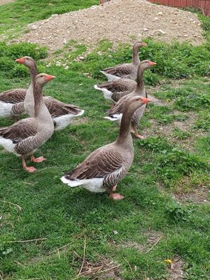 Vând gâște tinere de anul acesta 