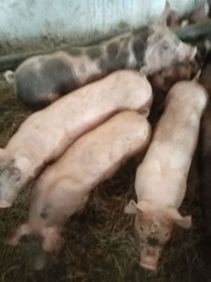 Crescator vand sau schimb purcei 8 - 14 saptamani din gospodaria proprie !!! - imagine 4